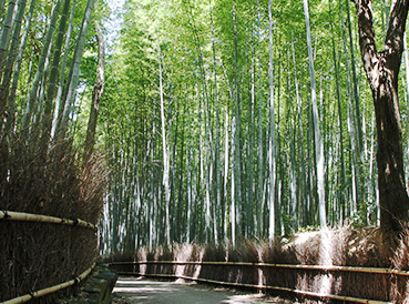 竹林の道