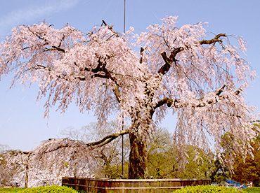 円山公園